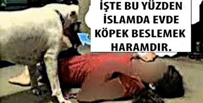 İslam Dininde Evde Köpek Beslemek Neden Haramdır? İşte Sebebi